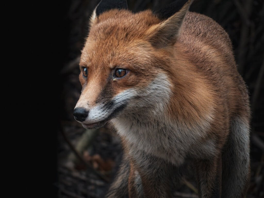 Fox is looking fierce and concentrates with dark background
