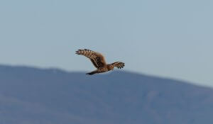 Hawk Bird is flying in the blue sky freely