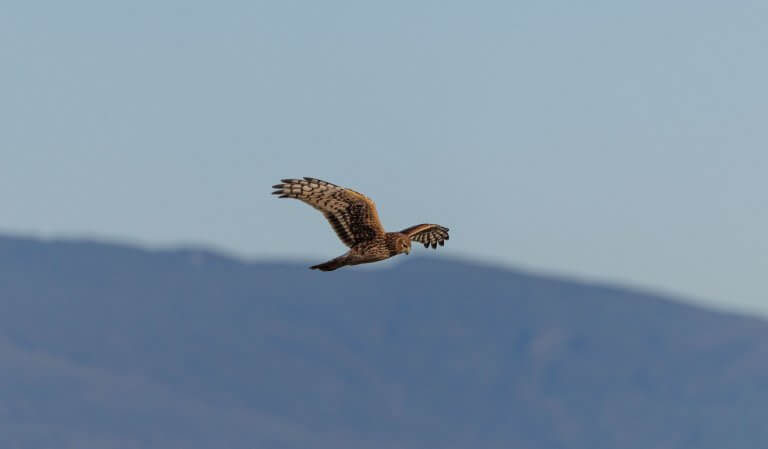 Hawk Bird is flying in the blue sky freely