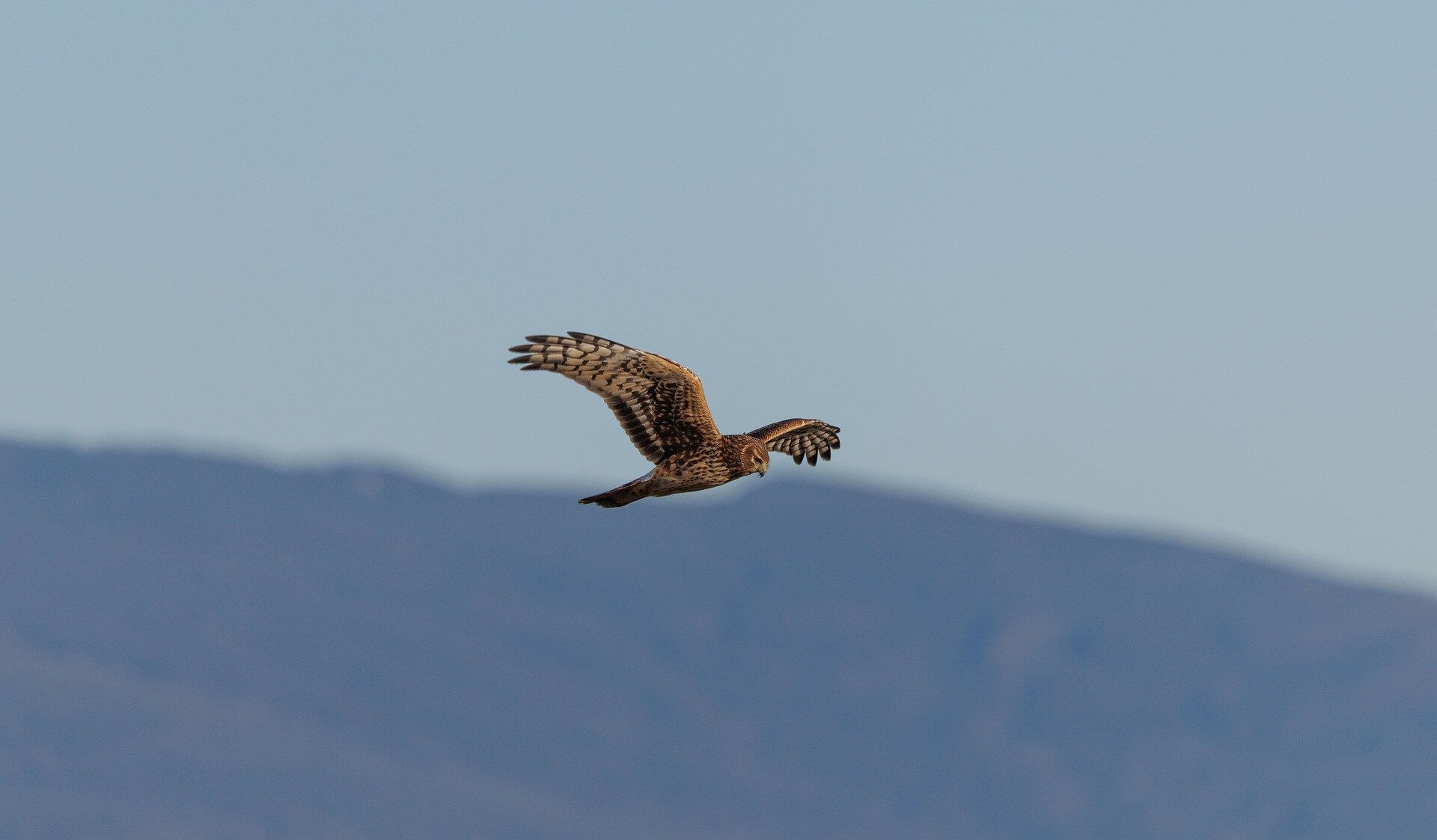Hawk Bird is flying in the blue sky freely
