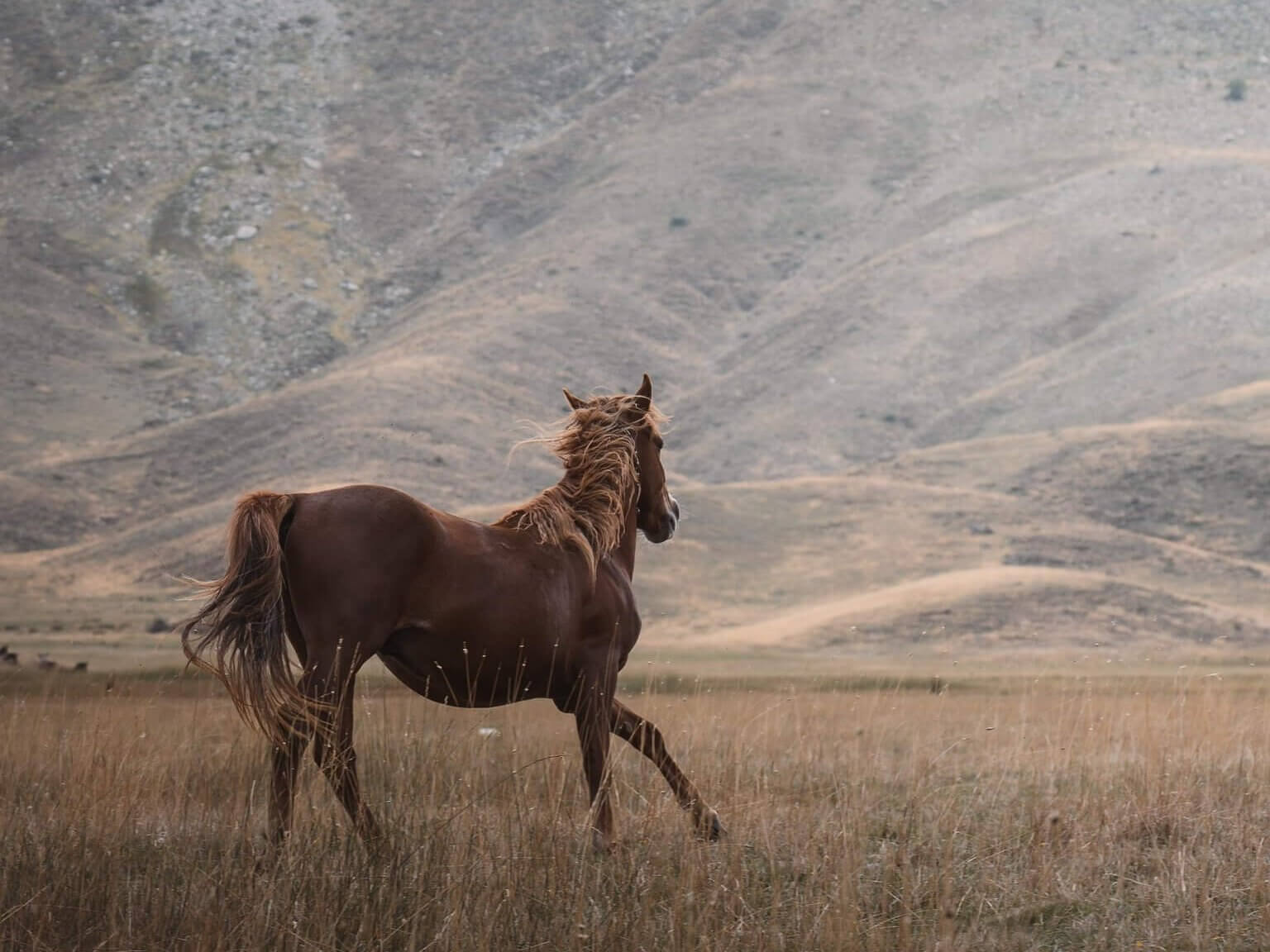 A big beautiful horse is running and having fun in the wild