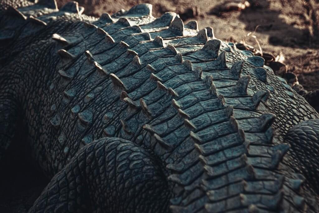 Reptile crocodile back represents resilience Final Eyes