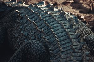 Reptile crocodile back represents resilience Final Eyes