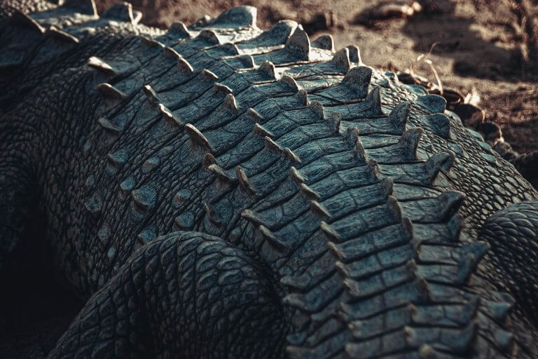 Reptile crocodile back represents resilience Final Eyes